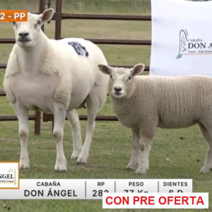 lote-02-don-angel_267995557