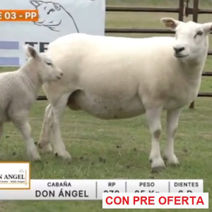 lote-03-don-angel_1373143428