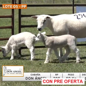 lote-05-don-angel_1646483455
