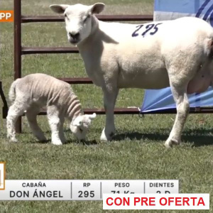 lote-06-don-angel_1534157171