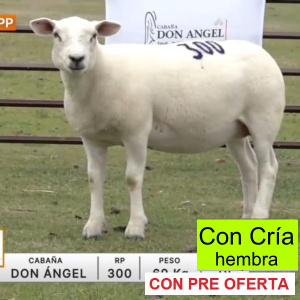 lote-09-don-angel-2