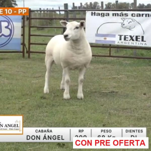lote-10-don-angel_591753953