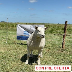 lote-12_1306298698