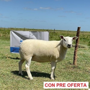 lote-13_994004243