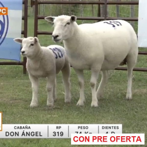 lote-14-don-angel_826002413