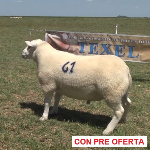 lote-17_905222502
