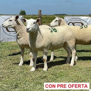 lote-18_810203718