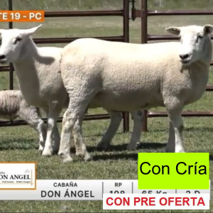 lote-19-don-angel_1344811882