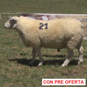 lote-19