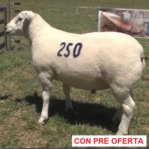 lote-1_496840602