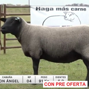 lote-20-don-angel_2025585460
