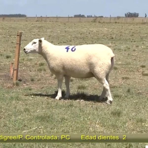 lote-26