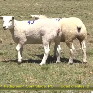 lote-27