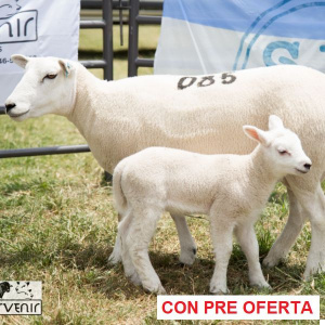 lote-33_145509633