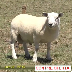 lote-39_800882584