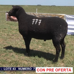 lote-43_1273302974