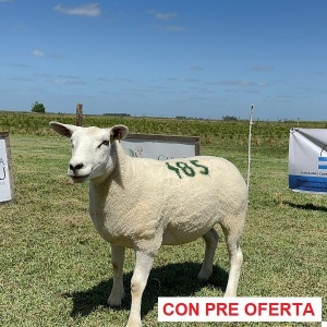 lote-4_401628256