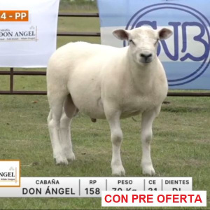 lote-54-don-angel_138324956