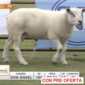lote-55-don-angel_948196179