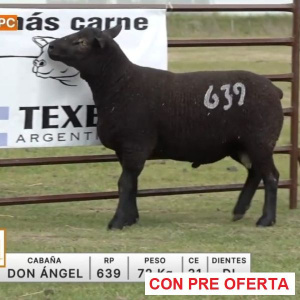 lote-65-don-angel_767529062