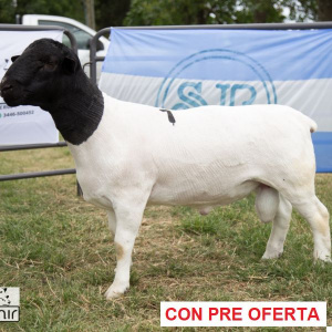 lote-6_1765028096