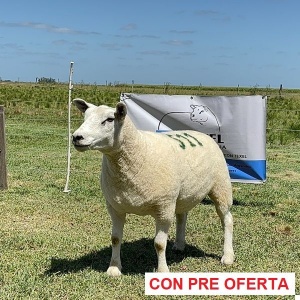 lote-7_352725464