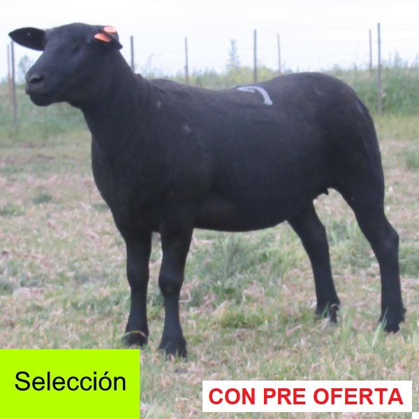 donangel-rp_9_1114981033