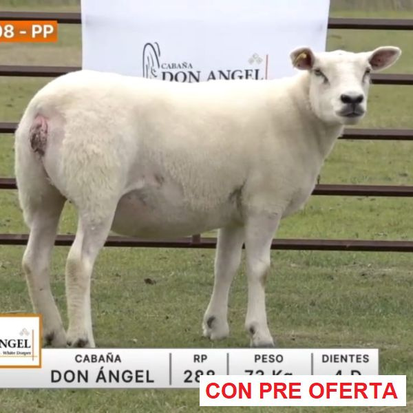 lote-08-don-angel_1510249647