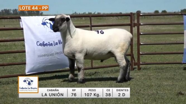 lote-44-la-union_1499927253