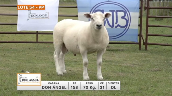 lote-54-don-angel