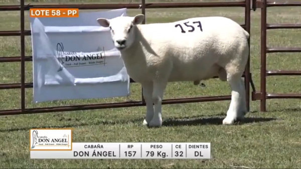 lote-58-don-angel