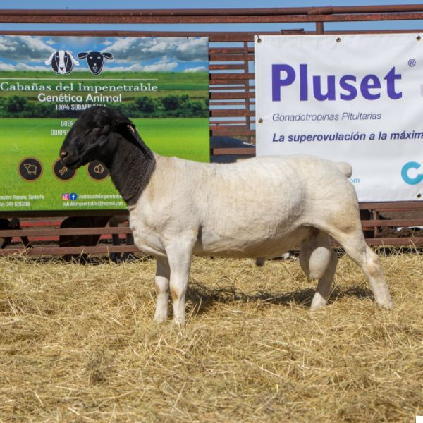 lote_17_33587302