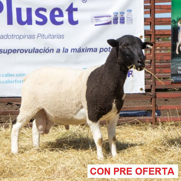 lote_29_1955604119