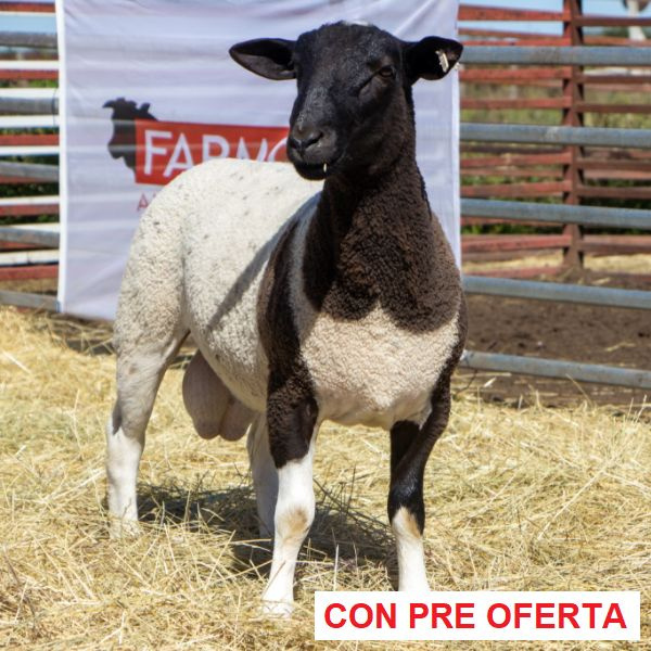lote_31_534195143