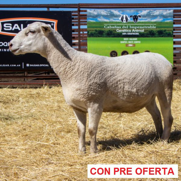 lote_53_1438124762