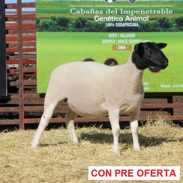 lote_54_413069122