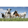 vet-dairy-cow-herd-social