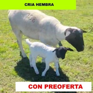 foto_rp_108-2_1959535023