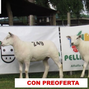 foto_rp_143_y_249_2076066161