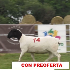 foto_rp_14_567130994