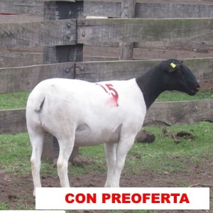 foto_rp_15_438441350