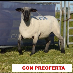 foto_rp_255_320883906