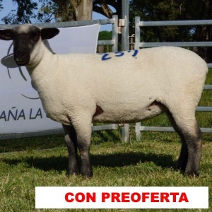 foto_rp_259_453875572