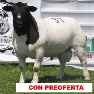 foto_rp_37_566434339