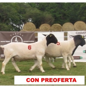 foto_rp_5-6-7_732163489