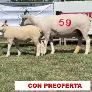 foto_rp_59_hembra_453847754