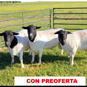 foto_rp_70_59_49_896808266