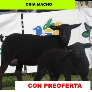 foto_rp_s21n_969544048