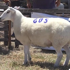 lote03-rp605_-_frame_at_0m0s