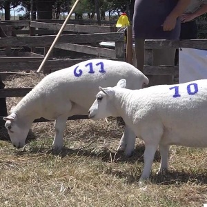 lote06-611-10_-_frame_at_0m3s